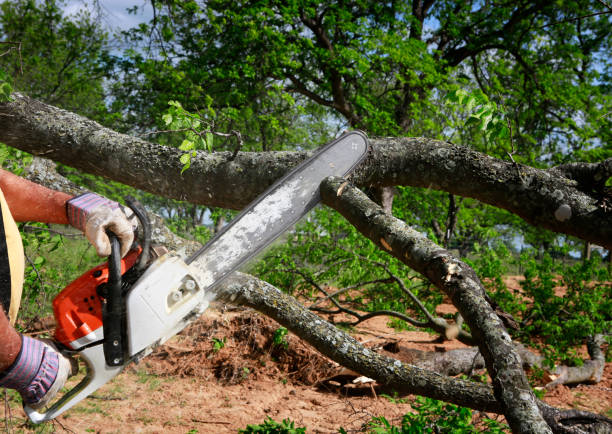 Emergency Storm Tree Removal in Vista Santa Rosa, CA